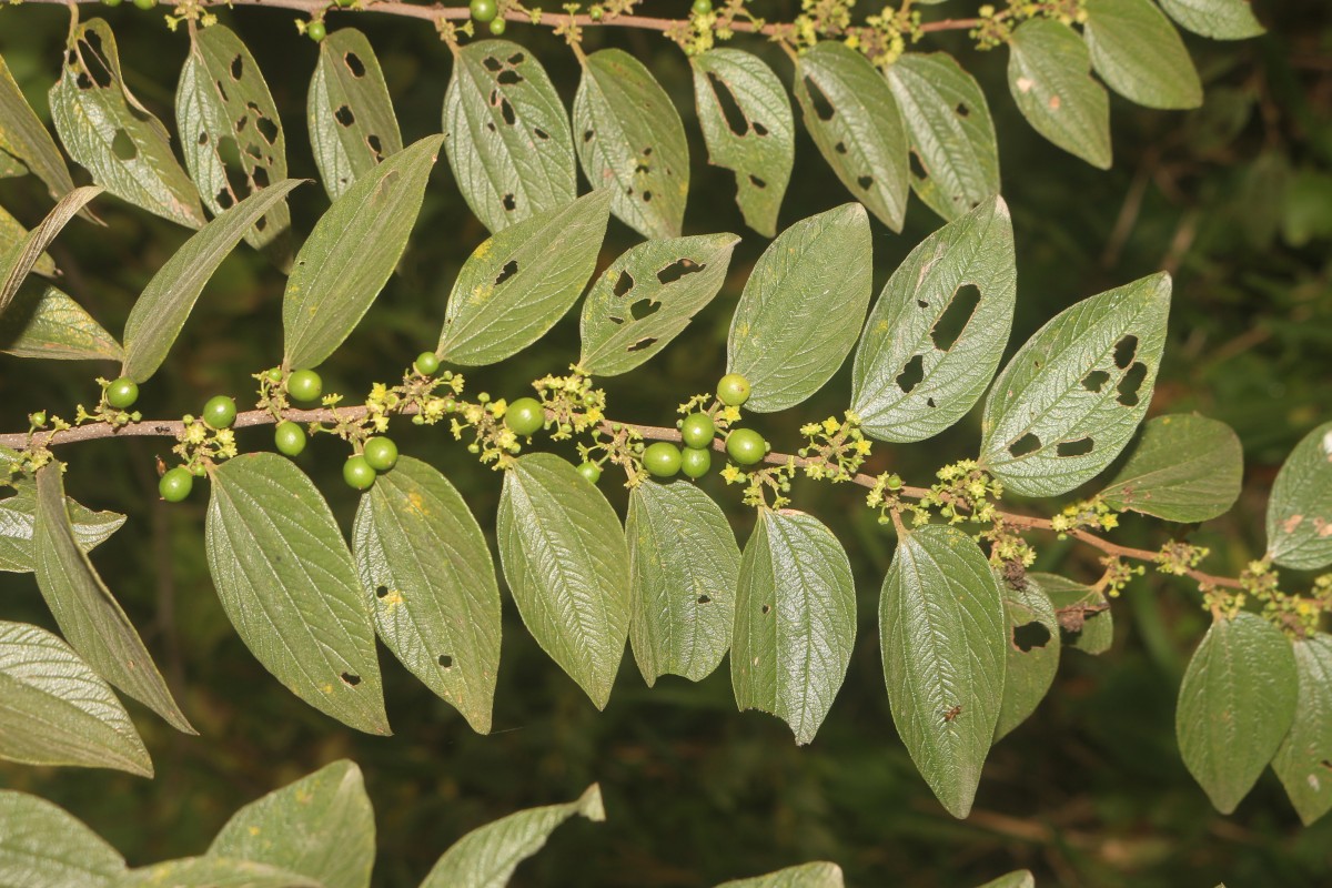 Ziziphus oenopolia (L.) Mill.